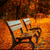 park benches in autumn leaves