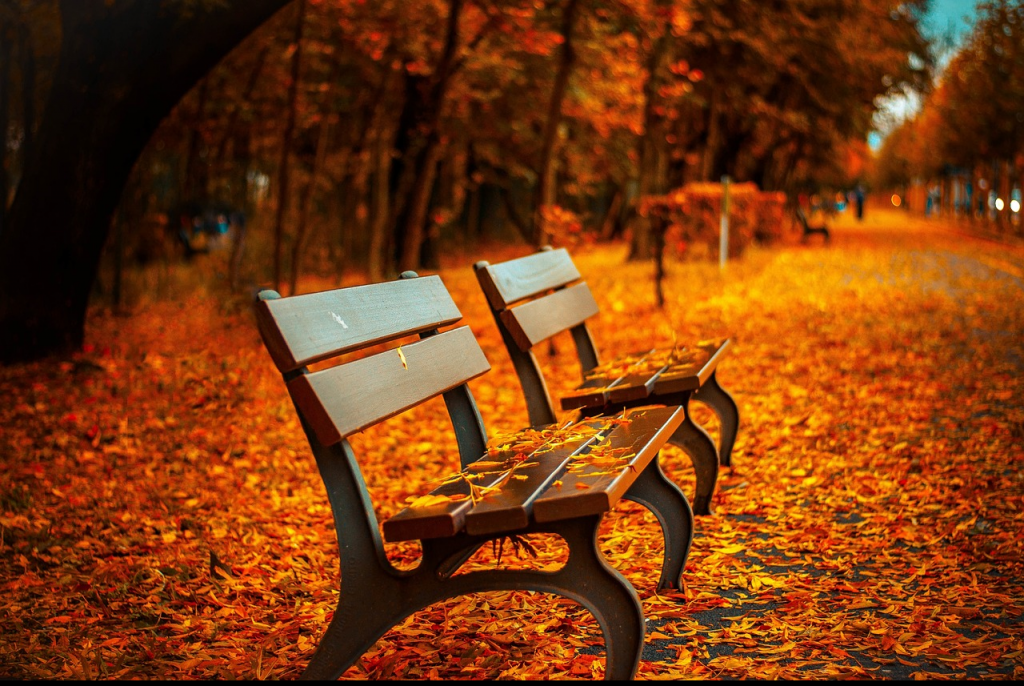 park benches in autumn leaves